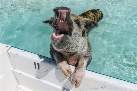 How to visit the Swimming Pigs Bahamas and Exuma Pigs Tour