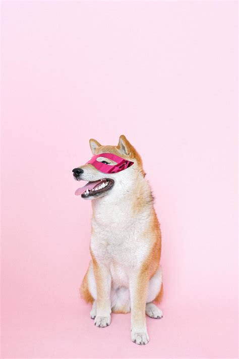 Shiba Inu Wearing Mask · Free Stock Photo