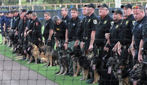 German Shepherd Police Dog In Action