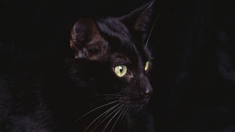 Wallpapers Black Cat - Wallpaper Cave