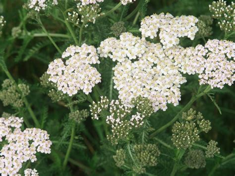 Growing Yarrow Plant: How To Grow Yarrow