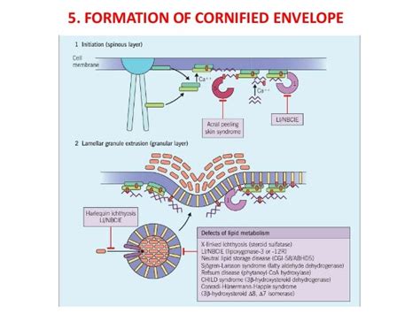 Skin Keratinization & Its Disorders