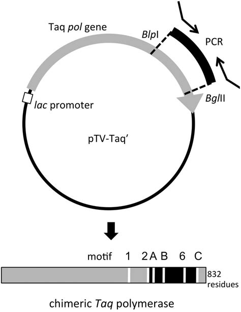 Schematic diagram of the construction of the expression plasmid for ...