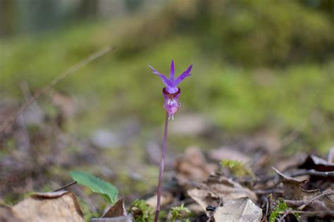 Hiking In The Rainforests Of The Cowichan Valley Is A Luxury On Its Own 2019