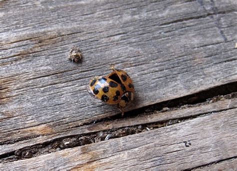 Ladybug Poop? | just a guess. | Alan Levine | Flickr