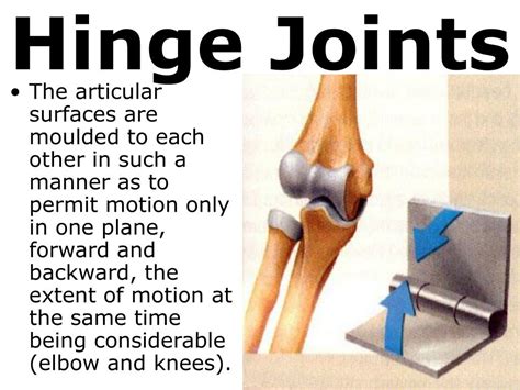 PPT - 7th Grade Unit 5: The Structure and Function of Body Systems ...