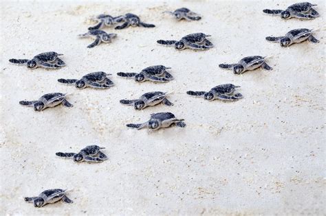 Every summer on South Padre Island, hundreds of baby sea turtle hatchlings make their way back ...