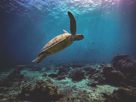 Sea Turtle 4k, HD Animals, 4k Wallpapers, Images, Backgrounds, Photos and Pictures