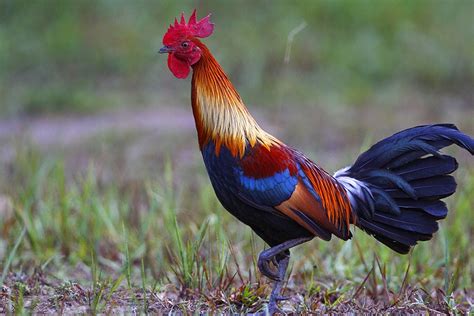 Gamefowl History ~ Rooster Village