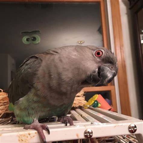 Buy Red Bellied Parrot Online - For Sale - Top Breeders - Adoption Ready