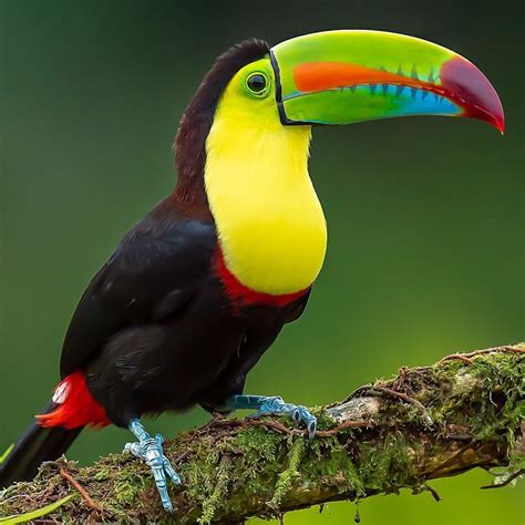 n my trip to Costa Rica the Keel-Billed Toucan quickly became one of my ...