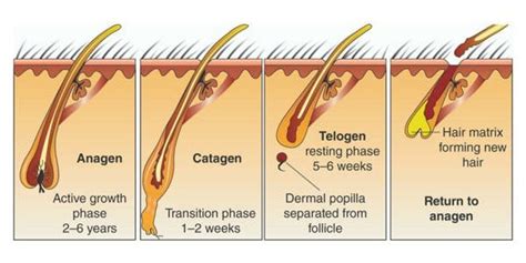 The Secret On How To Increase Anagen Phase Of Hair To Boost Hair Growth