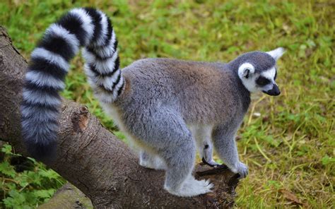 Lemur tail striped walk-2016 Animal High Quality Wallpaper Preview | 10wallpaper.com