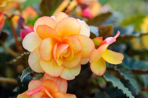 15 begonias to grow | Begonia, Shade flowers, Evergreen flowers