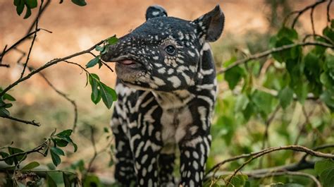 Chester Zoo home to record number of animals following 'successful breeding year' | ITV News Granada