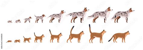 Set of pets growth stages vector flat illustration. Domestic animal grow from puppy to dog and ...