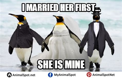 Top 124 + Funny penguin memes - Yadbinyamin.org