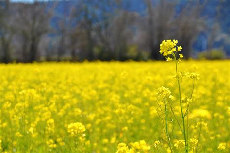 Con biotecnología desarrollan semillas oleaginosas tolerantes al calor ...