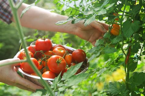 How to Plant and Grow Tomato Plants | POPSUGAR Food