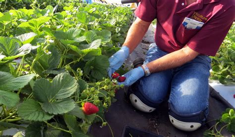 Strawberry varieties and purchasing plants | UMN Extension