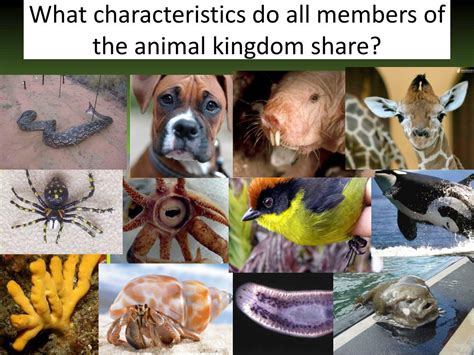 PPT - Kingdom Animalia – Part One PowerPoint Presentation, free download - ID:2265953