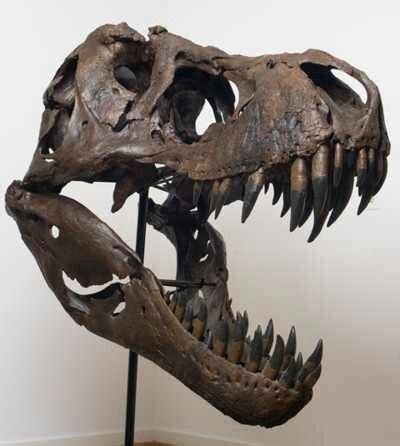 Tyrannosaurus | Skull, Prehistoric animals, Tyrannosaurus