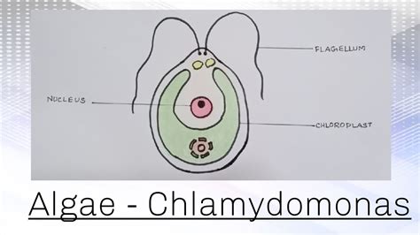 How to draw Chlamydomonas ( algae) easily. || Class 8 science - YouTube