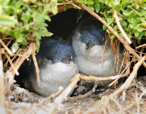 Penguins in Australia and Where You Can See Them