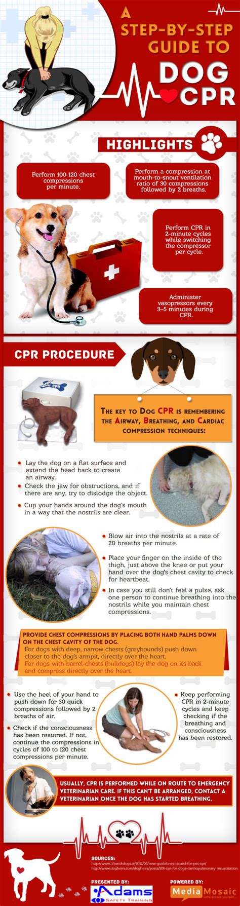 Pet CPR | Adams Safety Training