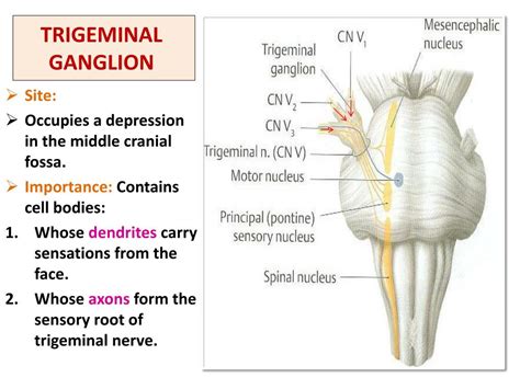 Trigeminal Nerve Sensory Distribution