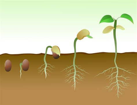 Stages Of Seed Germination Worksheets