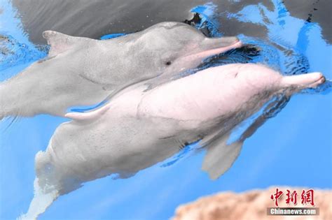 Authorities mark protection of Chinese white dolphins in Guangdong