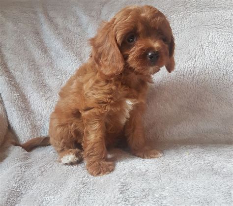 Cavapoo Puppies For Sale | Pittsburgh, PA #283057