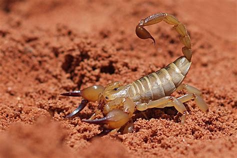 DESERT SCORPION | Scorpion, Desert scorpion, Desert animals