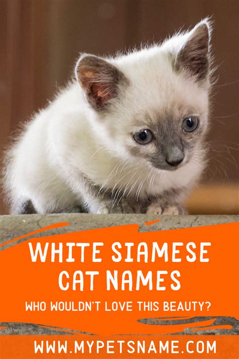 White Siamese Cat Names | Siamese cats, Cat names, Beautiful kittens