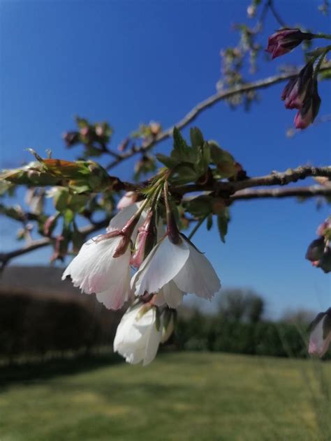 Prunus Avium Plena Cherry Tree, Cullen Nurseries, Buy Online