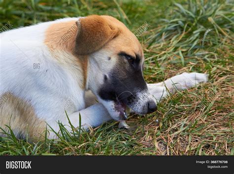 Dog Eating Fish, Young Image & Photo (Free Trial) | Bigstock