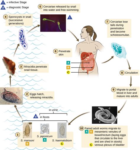 Parasitic Helminths | Microbiology