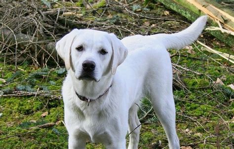 White Labradors: Guide to the White Lab - Labrador Wise