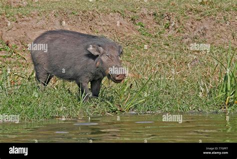 Giant forest hog Stock Photo - Alamy