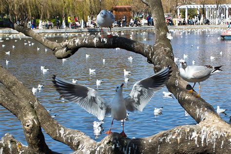 Seagull | Green Lake, Kunming | Briac GAUTIER DE CHARNACE | Flickr