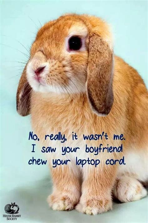 Pin by Audrey Fial on Bunnies. | Funny rabbit, Rabbit, Funny bunnies