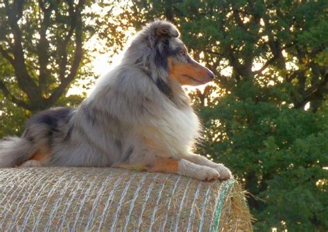 33 Sheltie Mixes! Huge-Hearted Herding Dogs!