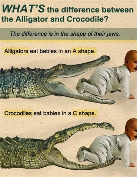 Alligator Crocodile Meme - Crocodile