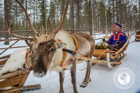 The Culture of Sami Reindeer Herding in Finnish Lapland