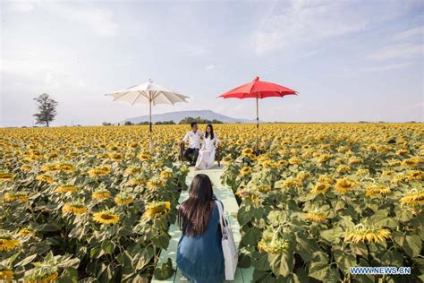 Biggest sunflower fields seen in Lopburi province, Thailand - Xinhua ...