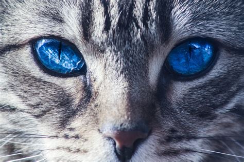 blue eyes cat free image | Peakpx