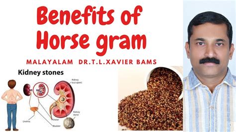 Benefits of Muthira - Horse gram - YouTube