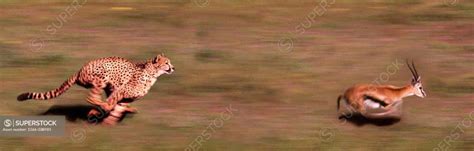 Cheetah chasing Gazelle - SuperStock