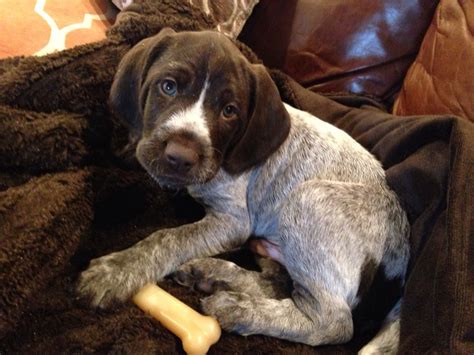 German wirehair pointer puppy 6 weeks old | German shorthaired pointer ...